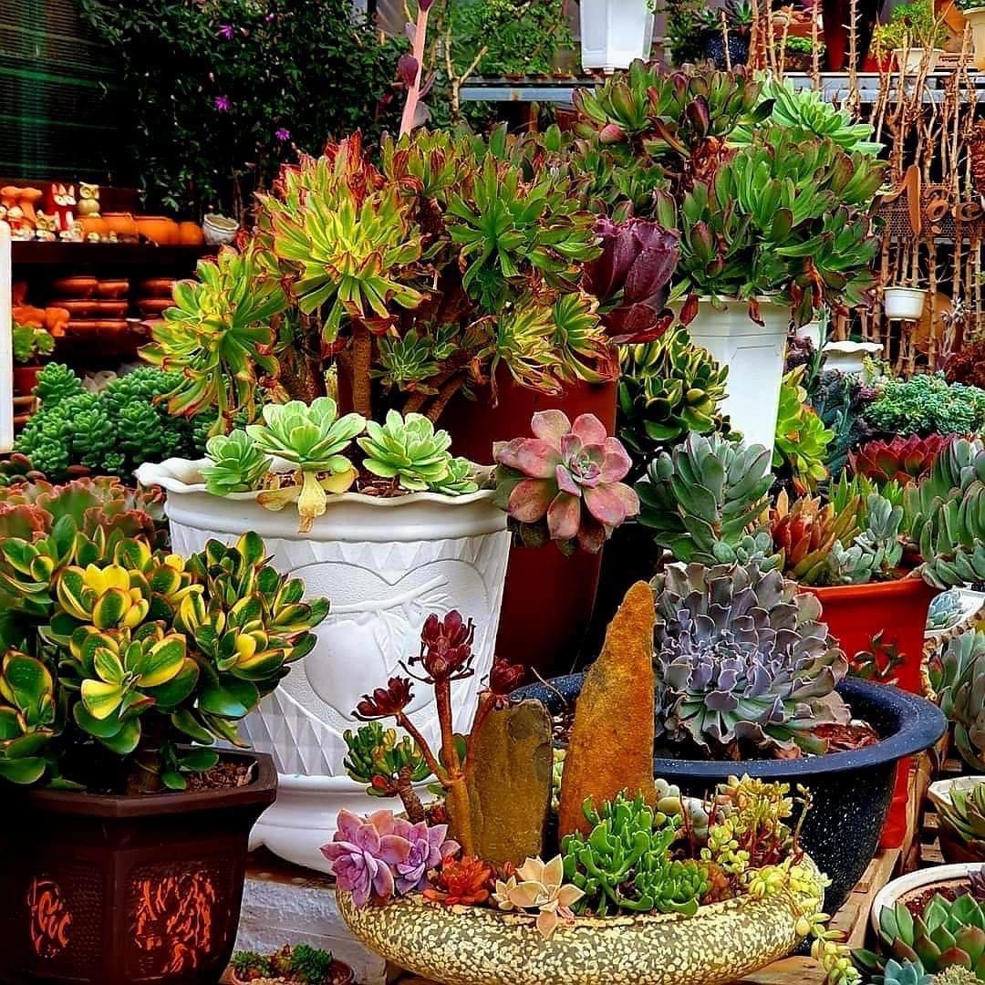 TIỂU CẢNH SEN ĐÁ